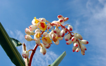 Картинка цветы фрезия