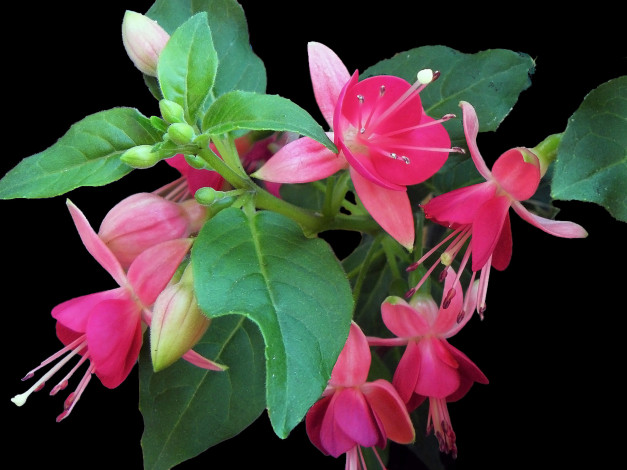 Обои картинки фото цветы, фуксия