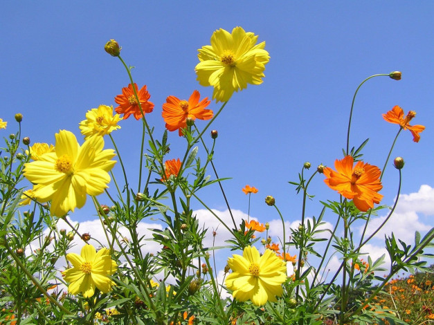 Обои картинки фото цветы, космея