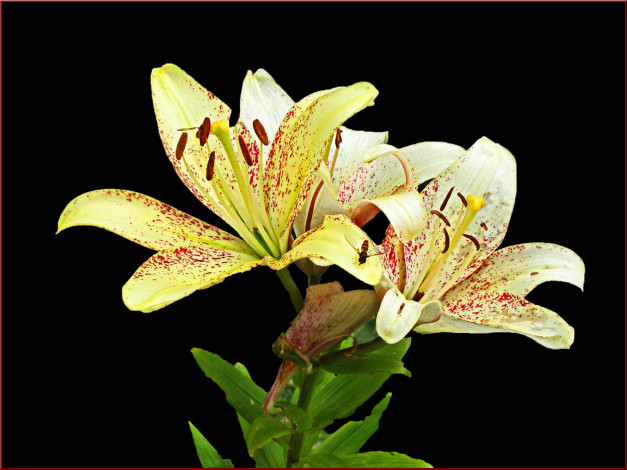 Обои картинки фото цветы, лилии, лилейники