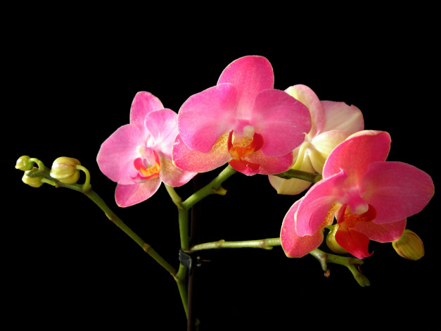Обои картинки фото цветы, орхидеи