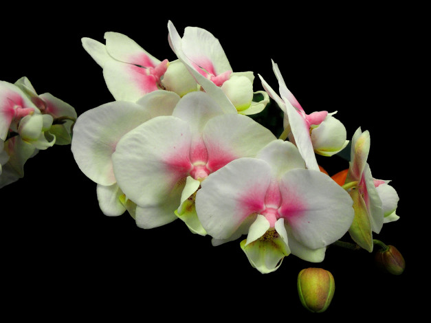 Обои картинки фото цветы, орхидеи