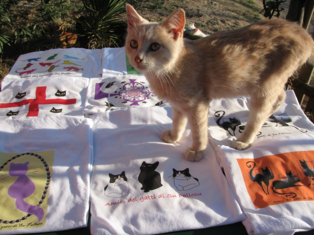 Обои картинки фото животные, коты, котенок