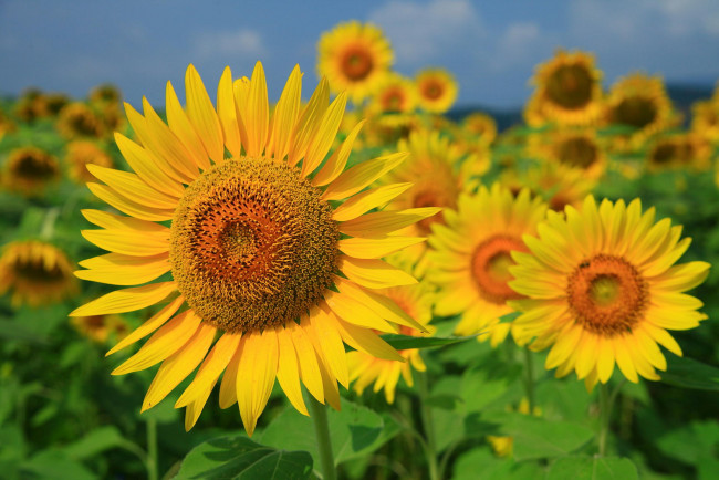 Обои картинки фото цветы, подсолнухи