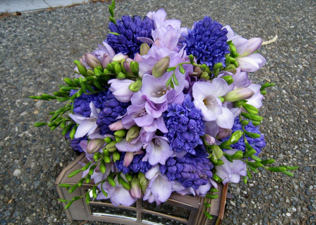 Обои картинки фото цветы, букеты, композиции, фрезия, гиацинты