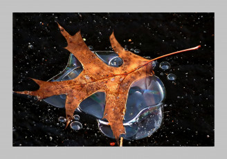 Картинка природа листья лист