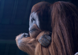 Картинка животные обезьяны орангутанг мыслитель