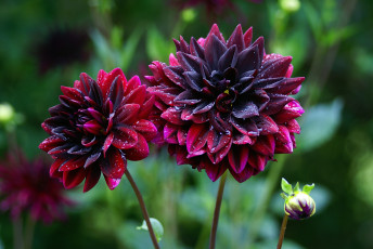 Картинка цветы георгины капли бордовый