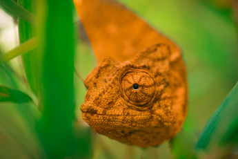 Картинка животные хамелеоны глаза