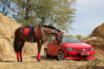 Картинка животные лошади авто дерево сено лошадь