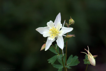 Картинка цветы аквилегия водосбор цветок
