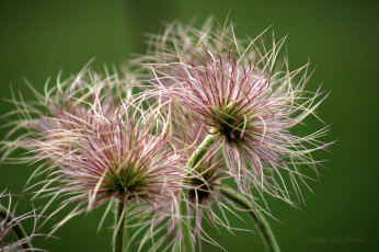 Картинка цветы бутоны