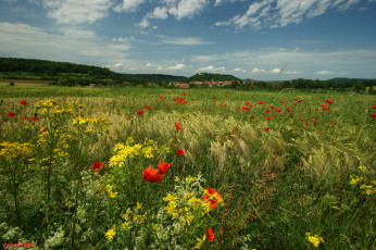 Картинка природа луга трава пейзаж цветы