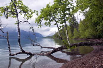 Картинка природа деревья ствол береза вода
