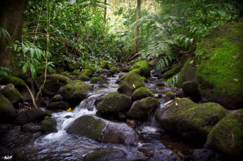 Картинка природа реки озера камни деревья ручей мох