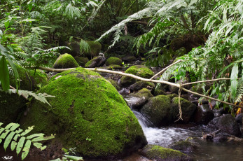 Картинка природа реки озера мох ручей деревья камни