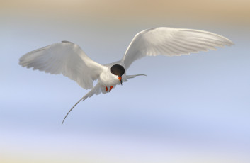 Картинка животные Чайки бакланы крачки птица чайка полёт