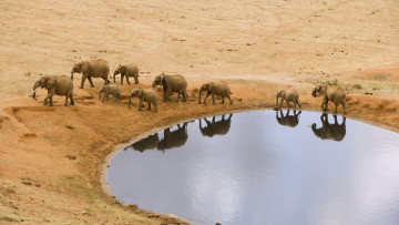 Картинка животные слоны