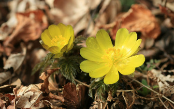 Картинка цветы анемоны адонисы лепестки