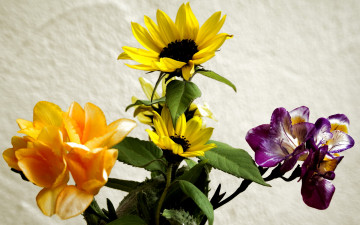 Картинка цветы букеты композиции букет ирисы