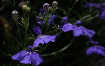 Картинка цветы лобелии