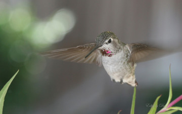 обоя животные, колибри