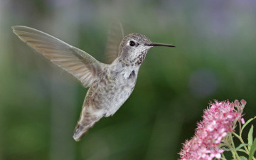Картинка животные колибри