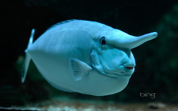 Картинка животные рыбы рыба