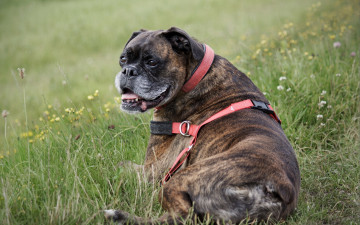 Картинка животные собаки собака