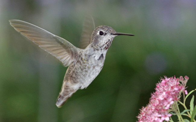 Обои картинки фото животные, колибри