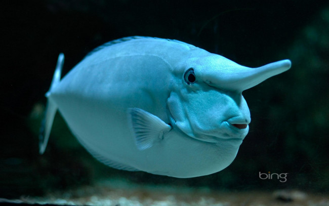 Обои картинки фото животные, рыбы, рыба