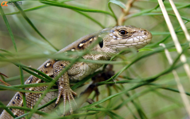 Обои картинки фото животные, Ящерицы, игуаны, вараны, ящерица