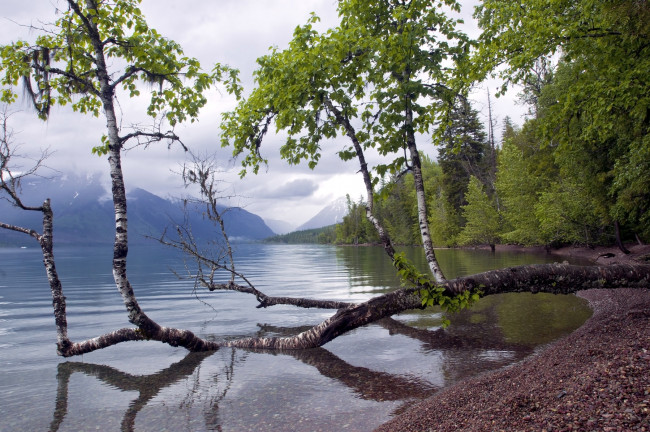 Обои картинки фото природа, деревья, ствол, береза, вода