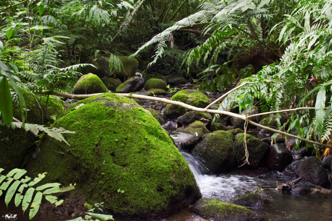 Обои картинки фото природа, реки, озера, мох, ручей, деревья, камни