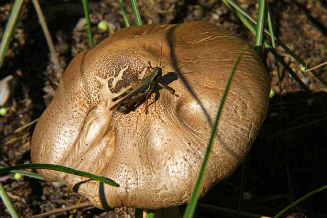 Обои картинки фото природа, грибы, гриб