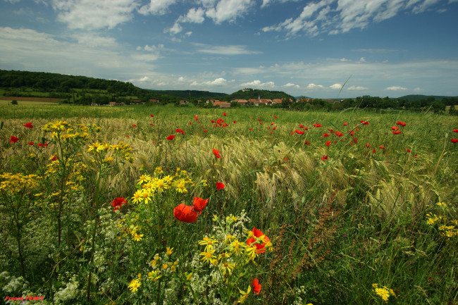 Обои картинки фото природа, луга, трава, пейзаж, цветы