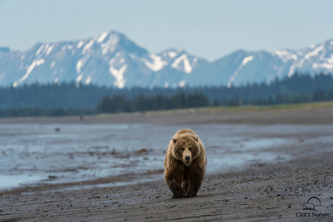 Обои картинки фото животные, медведи, горы, океан, бурый