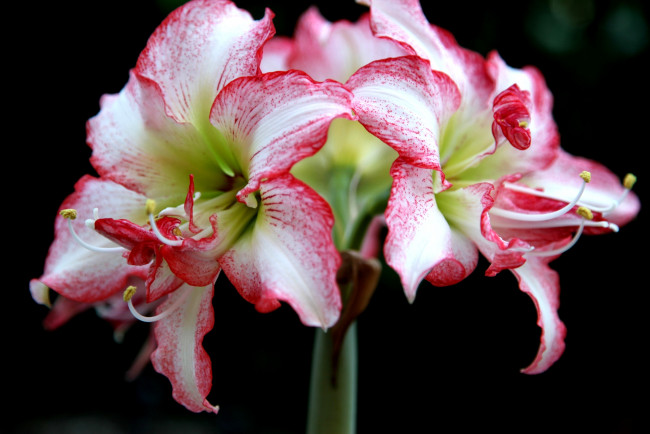 Обои картинки фото цветы, амариллисы, гиппеаструмы, лепестки, гиппеаструм