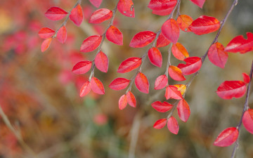 Картинка природа листья багрянец осень ветка