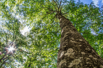 Картинка природа деревья дерево