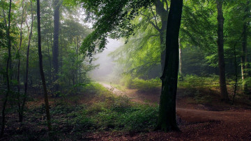 Картинка природа лес