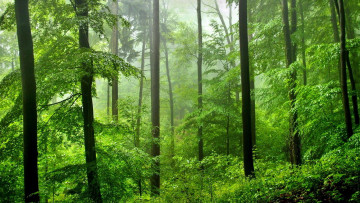 Картинка природа лес водопад зима