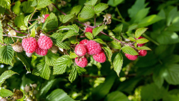 обоя природа, Ягоды, малина