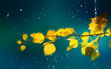 Картинка природа листья осень ветка