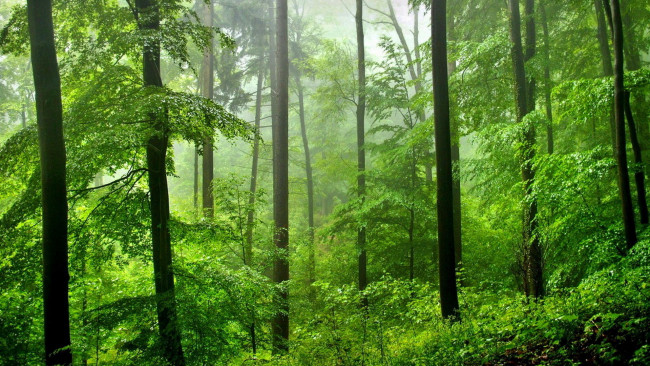 Обои картинки фото природа, лес, водопад, зима