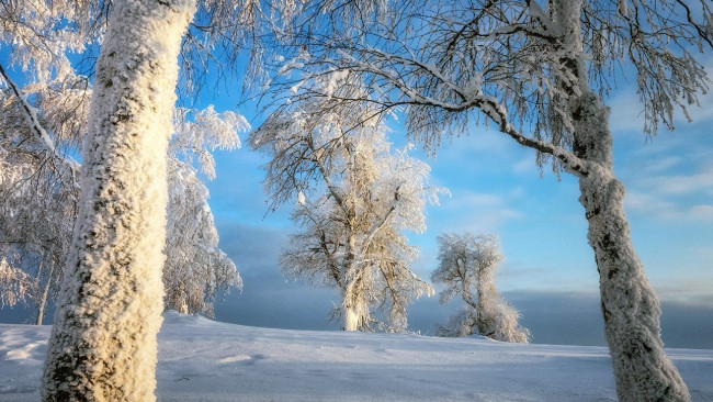 Обои картинки фото природа, зима, снег