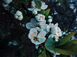 обоя цветы, цветущие деревья ,  кустарники