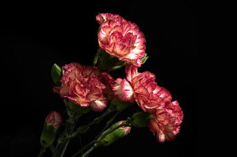 обоя цветы, гвоздики