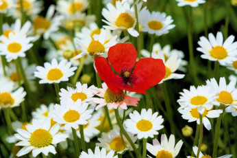 обоя цветы, разные вместе