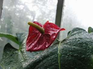 Картинка цветы антуриум цветок фламинго